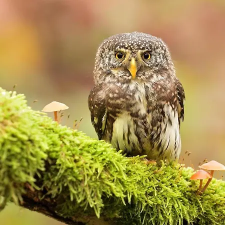 V Centru Kralovstvi Sov Apartment