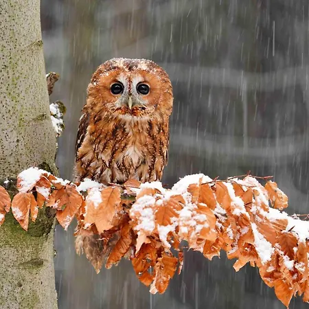 V Centru Kralovstvi Sov