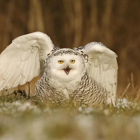 Apartment V Centru Kralovstvi Sov Králíky