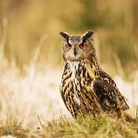 Apartment V Centru Kralovstvi Sov Králíky