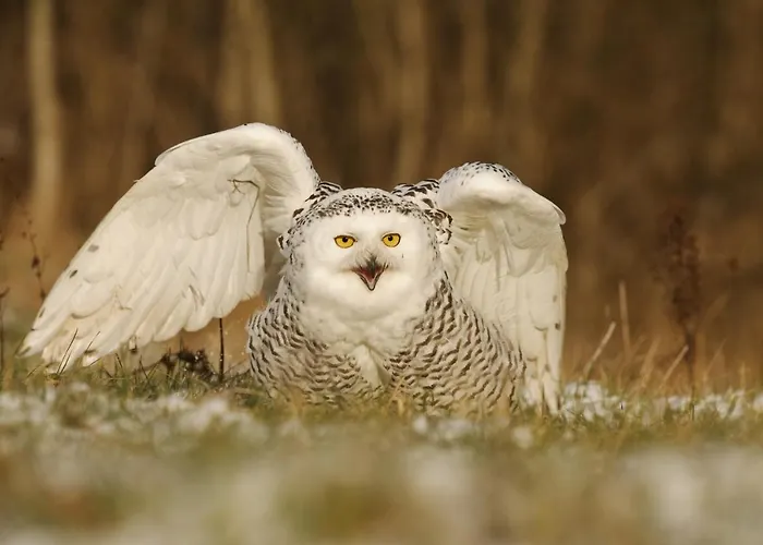 Lejlighed V Centru Kralovstvi Sov Králíky